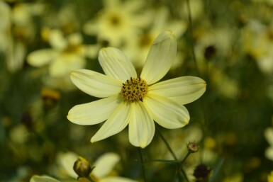 Tickseed Coreopsis verticillata 'Moonbeam' 5-10 pot P9