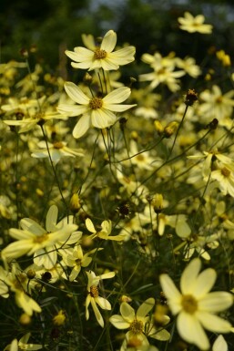 Tickseed Coreopsis verticillata 'Moonbeam' 5-10 pot P9