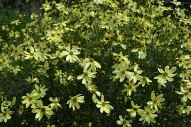 Tickseed Coreopsis verticillata 'Moonbeam' 5-10 pot P9