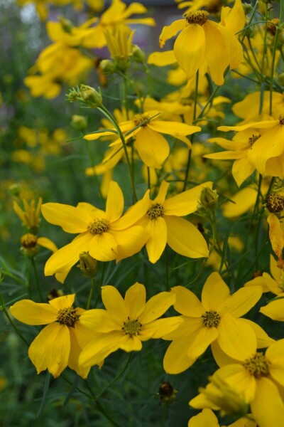 Tickseed Coreopsis verticillata 'Zagreb' 10-15 pot C2 Coreopsis verticillata 'Zagreb'