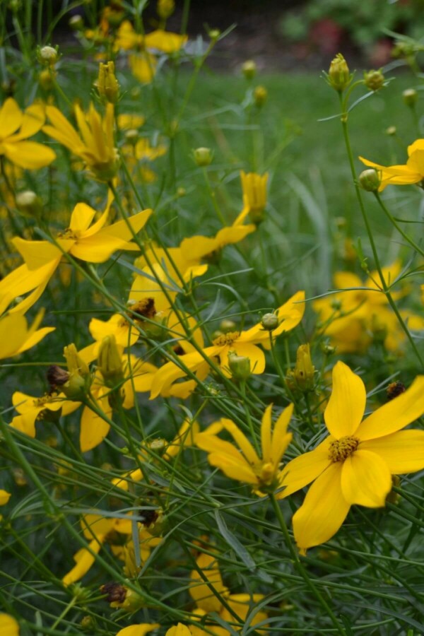 Tickseed Coreopsis verticillata 'Zagreb' 10-15 pot C2 Coreopsis verticillata 'Zagreb'