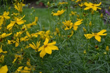 Tickseed Coreopsis verticillata 'Zagreb' 5-10 pot P9