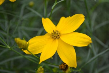 Tickseed Coreopsis verticillata 'Zagreb' 5-10 pot P9