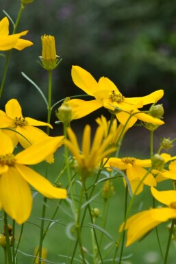 Tickseed Coreopsis verticillata 'Zagreb' 5-10 pot P9