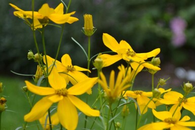 Tickseed Coreopsis verticillata 'Zagreb' 5-10 pot P9