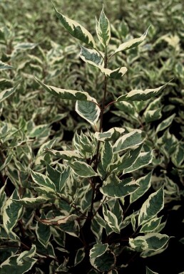 Red-barked dogwood Cornus alba 'Elegantissima' shrub 40-50 pot C3