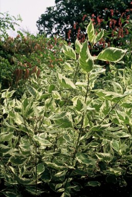 Red-barked dogwood Cornus alba 'Elegantissima' shrub 40-50 pot C3