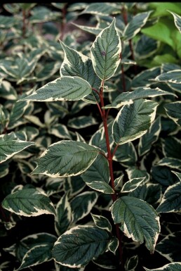 Dogwood Cornus alba 'Sibirica Variegata' shrub 30-40 pot C3