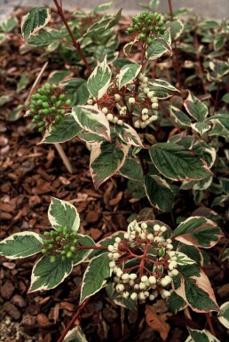 Dogwood Cornus alba 'Sibirica Variegata' shrub 30-40 pot C3