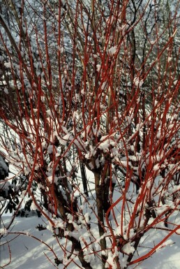 Siberian dogwood Cornus alba 'Sibirica' shrub 40-50 pot C3