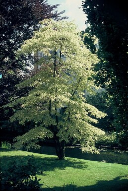Wedding cake tree Cornus controversa 'Variegata' shrub 30-40 pot C3