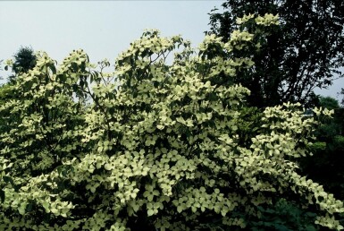 Chinese dogwood Cornus kousa 'China Girl' shrub 30-40 pot C2