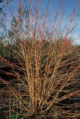 Dogwood Cornus sanguinea 'Midwinter Fire' shrub 20-30 pot C2