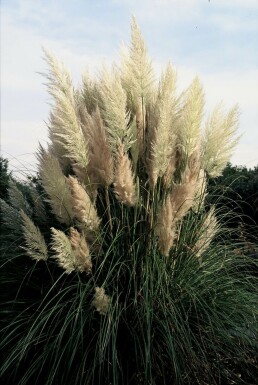 Pampas grass Cortaderia selloana 'Pumila' 5-10 pot P9 Cortaderia selloana 'Pumila'
