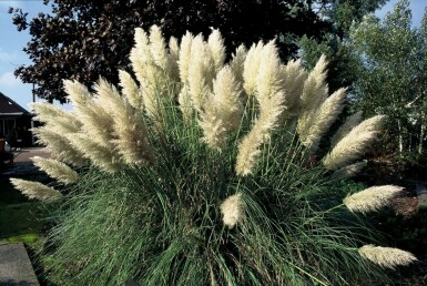 Pampas grass Cortaderia selloana 'Pumila' 5-10 pot P9 Cortaderia selloana 'Pumila'
