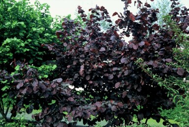 Hazel Corylus avellana 'Rode Zellernoot' shrub 100-120 pot C12