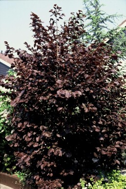 Purple-leaved filbert Corylus maxima 'Purpurea' shrub 20-30 pot C3