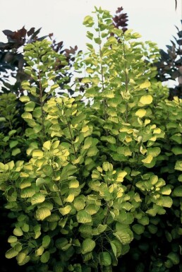 Smoke tree Cotinus coggygria 'Golden Spirit' shrub 20-30 pot C2