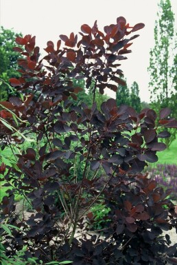 Smoke tree Cotinus coggygria 'Royal Purple' shrub 20-30 pot C2