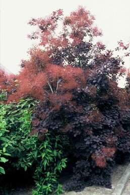 Smoke tree Cotinus coggygria 'Royal Purple' shrub 20-30 pot C2