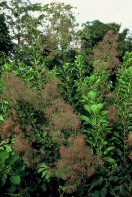 Smoke tree Cotinus coggygria 'Young Lady' shrub 30-40 pot C2