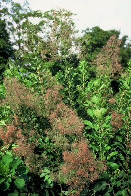 Smoke tree Cotinus coggygria 'Young Lady' shrub 30-40 pot C2