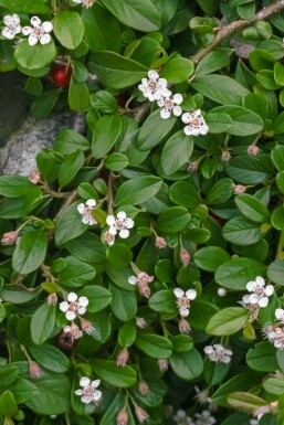 Bearberry cotoneaster Cotoneaster dammeri 5-10 pot P9 Cotoneaster dammeri
