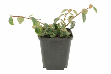 Bearberry cotoneaster Cotoneaster dammeri 5-10 pot P9 Cotoneaster dammeri
