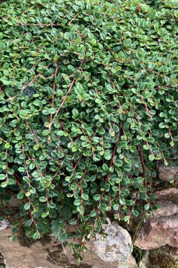 Creeping cotoneaster Cotoneaster procumbens 'Queen of Carpets' 5-10 pot P9 Cotoneaster procumbens 'Queen of Carpets'