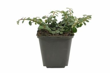 Creeping cotoneaster Cotoneaster procumbens 'Queen of Carpets' 5-10 pot P9 Cotoneaster procumbens 'Queen of Carpets'