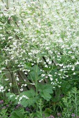 Greater sea kale Crambe cordifolia 5-10 pot P9 Crambe cordifolia