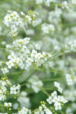 Greater sea kale Crambe cordifolia 5-10 pot P9 Crambe cordifolia