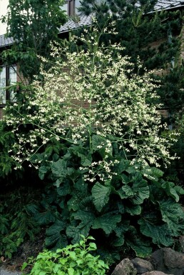 Greater sea kale Crambe cordifolia 5-10 pot P9 Crambe cordifolia