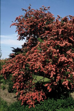 Hawthorn Crataegus laevigata 'Paul's Scarlet' shrub 100-120 pot C12