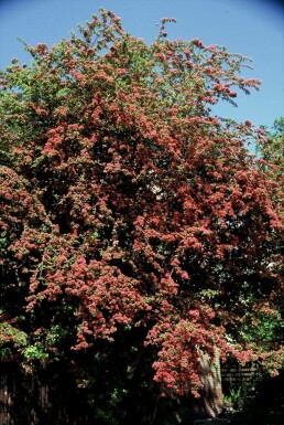 Hawthorn Crataegus laevigata 'Paul's Scarlet' shrub 100-120 pot C12