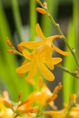 Montbretia Crocosmia 'George Davison' 5-10 pot P9 Crocosmia 'George Davison'