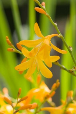 Montbretia Crocosmia 'George Davison' 5-10 pot P9