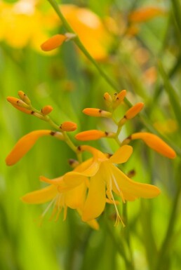 Montbretia Crocosmia 'George Davison' 5-10 pot P9 Crocosmia 'George Davison'