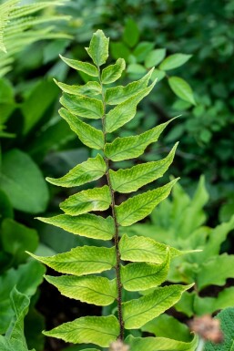 Japanese holly fern Cyrtomium falcatum 5-10 pot P9