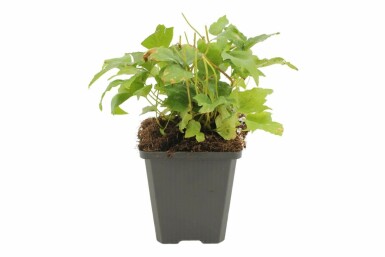 Japanese holly fern Cyrtomium falcatum 5-10 pot P9 Cyrtomium falcatum