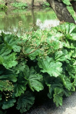 Indian rhubarb Darmera peltata 5-10 pot P9