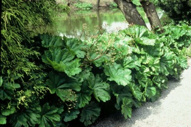Indian rhubarb Darmera peltata 5-10 pot P9 Darmera peltata
