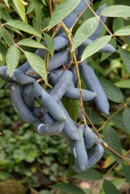 Blue bean shrub Decaisnea fargesii shrub 80-100 pot C12