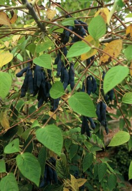 Blue bean shrub Decaisnea fargesii shrub 80-100 pot C12