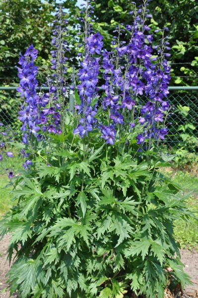 Delphinium Black Knight Group Delphinium elatum 'Black Knight' 5-10 pot P9 Delphinium elatum 'Black Knight'