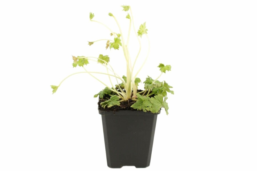 Delphinium Black Knight Group Delphinium elatum 'Black Knight' 5-10 pot P9 Delphinium elatum 'Black Knight'