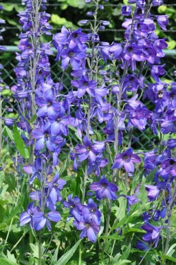 Delphinium Black Knight Group Delphinium elatum 'Black Knight' 5-10 pot P9 Delphinium elatum 'Black Knight'