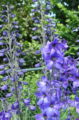 Delphinium Black Knight Group Delphinium elatum 'Black Knight' 5-10 pot P9 Delphinium elatum 'Black Knight'