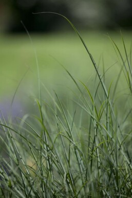Tufted hair grass Deschampsia cespitosa 5-10 pot P9 Deschampsia cespitosa