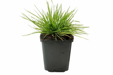 Tufted hair grass Deschampsia cespitosa 5-10 pot P9 Deschampsia cespitosa